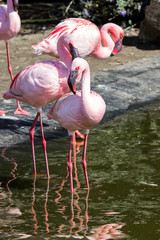 Pink flamingos at the pond