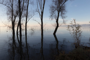 Skeletal trees reflecting on water of Trasimeno lake (Umbria, Italy)