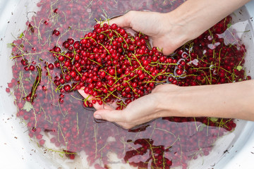 Woman washes picked  red currant berries, harvested  berries in a big bowl with water, fruit processing, preparation concept
