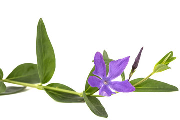 Blue flower of periwinkle, lat. Vinca, isolated on white background