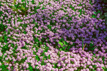 A meadow of violet flowers