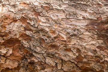 Details Baumstamm Rinde
