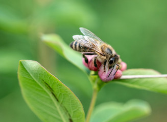 Close-up detail of a honey bee apis collecting pollen on flower in garden