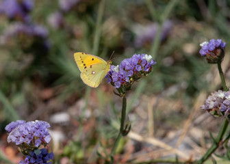 Clouded Yellow butterfly (Colias croceus),  collecting nectar on pink wild flower