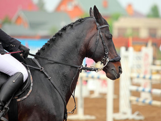 Obraz premium Horse in jumping tournament, rider takes the reins before the jump