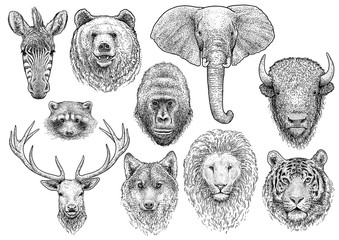 Animal head collection illustration, drawing, engraving, ink, line art, vector