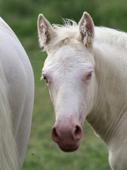 Obraz na płótnie Canvas Foal Head Shot