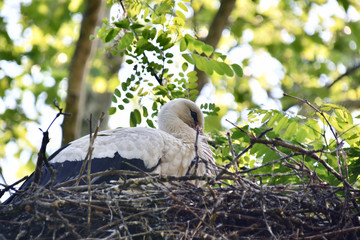 La cicogna nel nido sull'albero