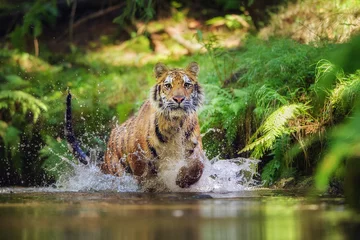 Foto op Plexiglas Siberische tijger die in de rivier loopt. Tijger met opspattend water © Stanislav Duben