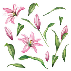 Vector realistic pink lily blossom leaves stem set