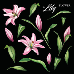 Vector realistic pink lily blossom leaves stem set