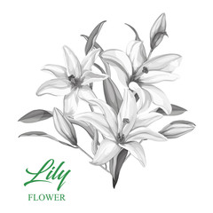 Vector realistic pink lily blossom leaves stem set