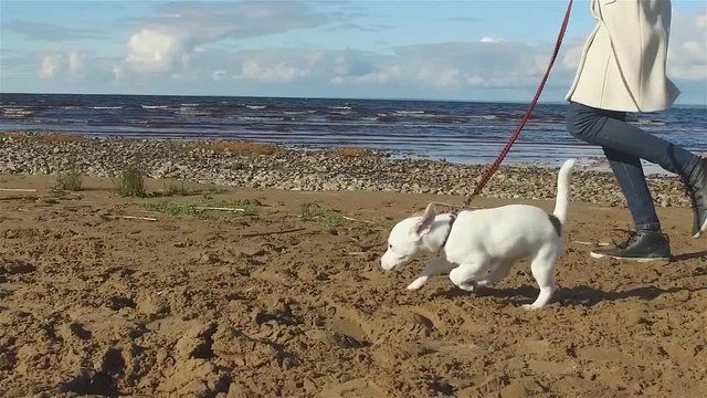 slow motion, girl runs with puppy jack rassel on the beach