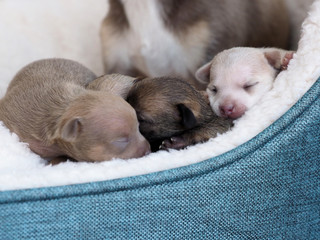 Sleeping Puppies