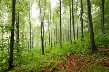 Fototapeta premium Spring beech forest in the fog 
