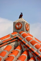 沖縄の赤瓦の屋根にとまる鳥