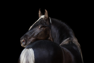 Beautiful horse look back isolated on black background