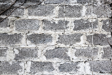 Green ivy plant climb on old white brick wall background.