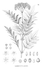 Illustration of plant