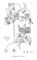 Illustration of plant