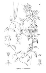 Illustration of plant