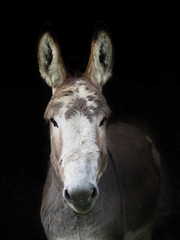 Donkey Headshot