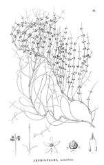 Illustration of plant