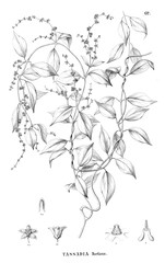 Illustration of plant