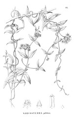 Obraz premium Illustration of plant