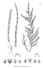 Illustration of plant