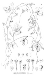 Illustration of plant