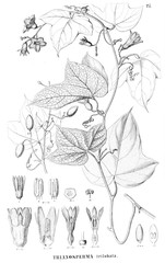 Illustration of plant