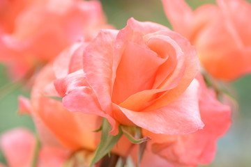 Beautiful roses blooming in early summer