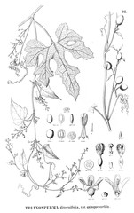 Fototapeta premium Illustration of plant