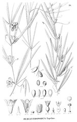 Illustration of plant
