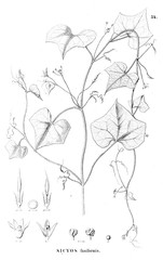 Obraz premium Illustration of plant