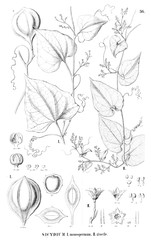 Illustration of plant
