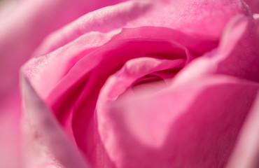 Fototapeta na wymiar Petals of a spring rose. Delicate floral background