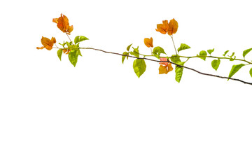 beautiful pink bougainvilleas with white background isolated.