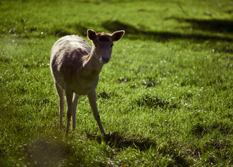 A deer basking in the warmth of the sunlight.