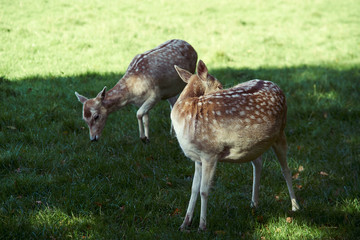 A pair of spotted deer grooming and grazing,