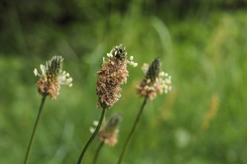 Spitzwegerich, Plantago lanceolata