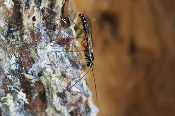 Holzwespen-Schlupfwespe, Rhyssa persuasoria