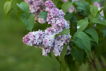 Flowers. May. It's spring. Branches of beautiful blooming lilac