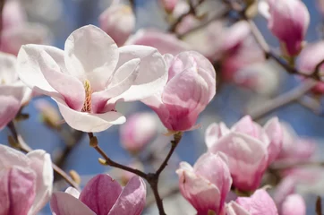 Foto op Canvas Beautiful magnolia tree blossoms in springtime. Bright magnolia flower against blue sky. Romantic floral background. © Hanna Aibetova