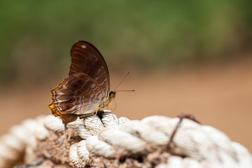 Beautiful butterfly on white rope