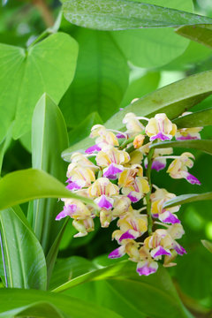 Aerides falcata, orchid 