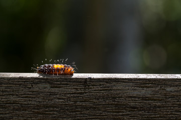 caterpillar black and orange color on wooden table
