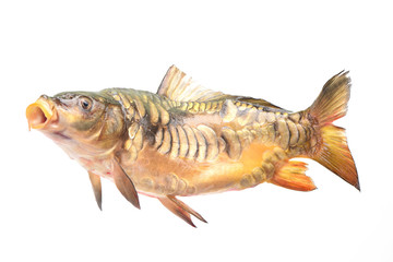 Fish carp