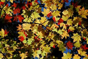 beautiful and colorful autumn maple leaves / 紅葉 色付き始めのもみじの葉(赤色と黄色の混色) - 逆光, 透かし